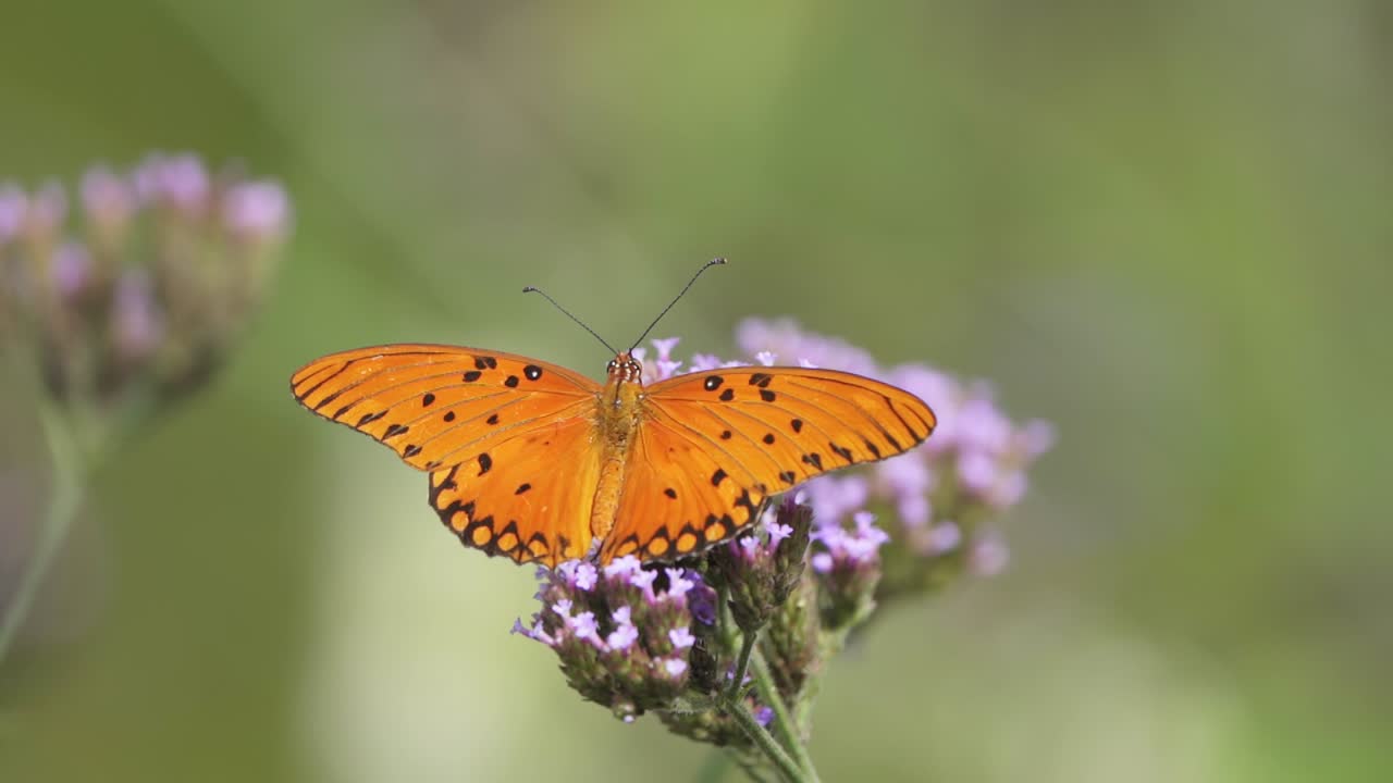 toma en cámara lenta de una mariposa fritillaria del golfo alimentándose de néctar contra un fondo borroso
