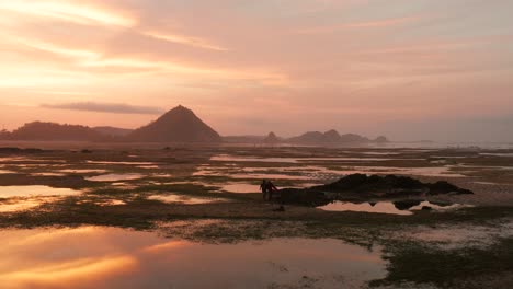 the dry reef of kuta lombok during sunrise, with local people looking for food and seashells