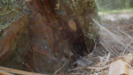 spider web waving in light wind covers pine tree roots