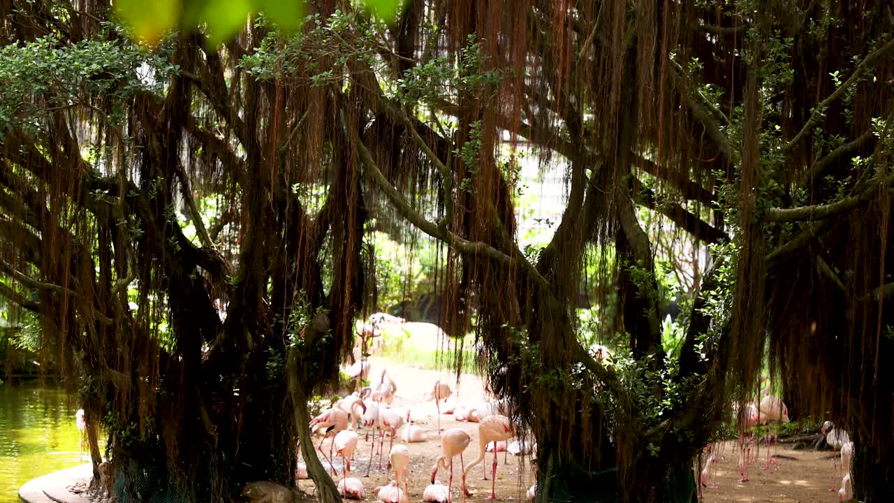 플라밍고 는 연못 근처 의 나무  에 모인다