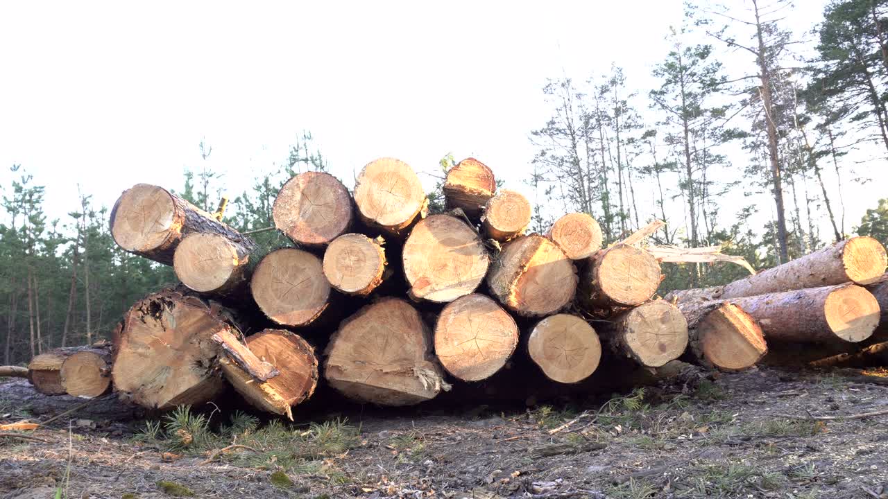 일몰을 배경으로 숲 속의 큰 나무 어리, 수출, 산업을 위해 목재를 수확하는