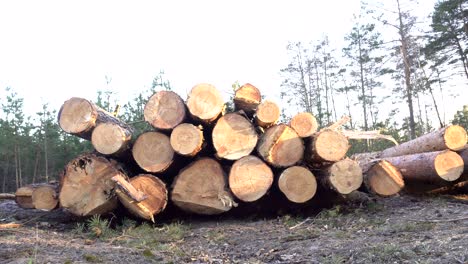 Big pile of timber logs in the forest against the backdrop of a sunset, harvesting timber for export, industry