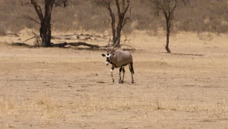 gemsbok corre a través de la sabana kalahari reseca pasando avestruces en un día de calor abrasador con neblina de calor