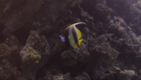 banner butterflyfish in the red sea of egypt 4 k