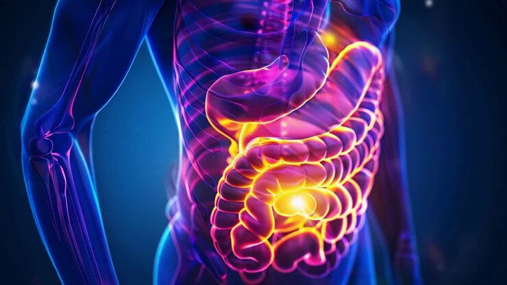 Human Digestive System Anatomy