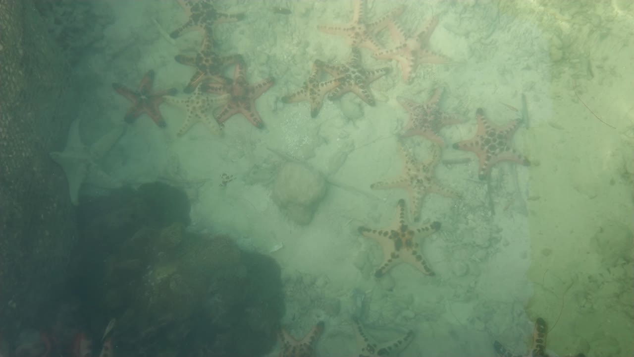 A baby shark swimming underwater with many starfish on the seabed