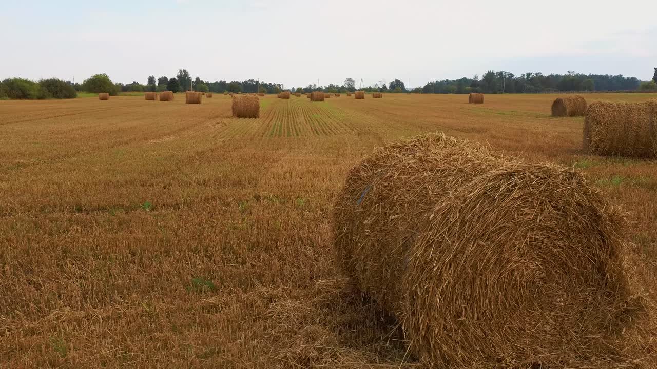 el campo con rollos de heno