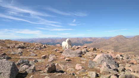 Madre-Y-Cabrito-Pastando-Con-Las-Montañas-Rocosas-Detrás-De-Ellos,-Amplia-Cámara-De-Mano