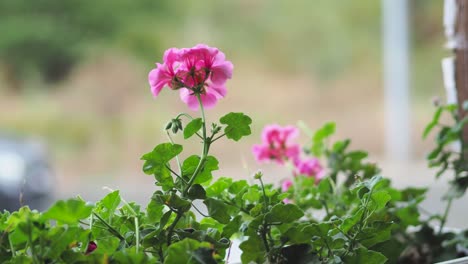 Close-up-of-pelargonium-flowers-with-water-droplets-on-petals-and-blossom