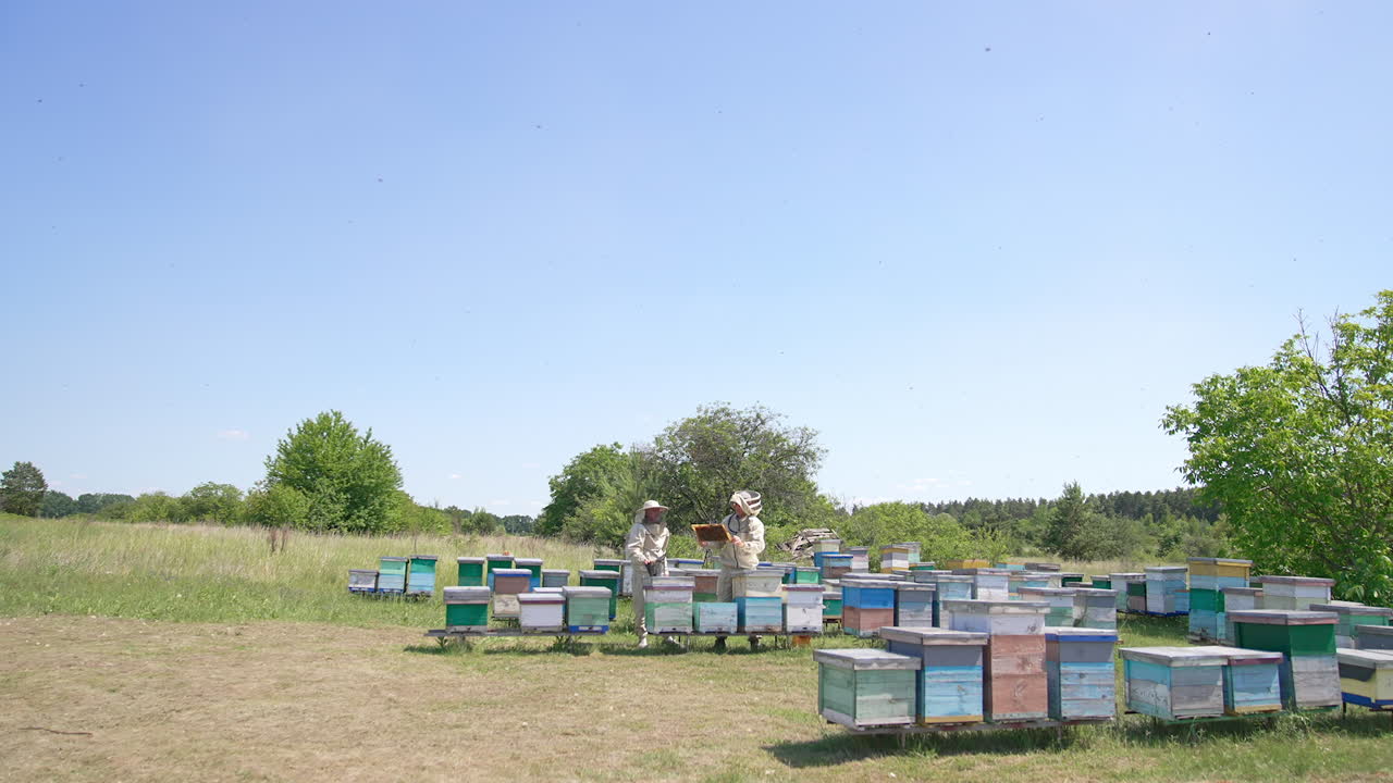 Approaching two men working at their bee farm. Beekeepers look at the frame covered with bees. Sunny day backdrop.