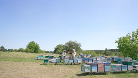 approaching two men working at their bee farm. beekeepers look at the frame covered with bees. sunny day backdrop.