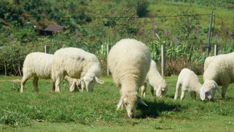 flock of sarda sheep with lambs grazing feeding on green grass meadow in da lat farm highlands, vietnam - slow motion low angle