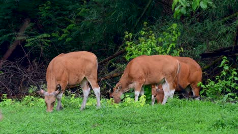 el banteng o tembadau, es un ganado salvaje que se encuentra en el sudeste asiático y se extinguió en algunos países