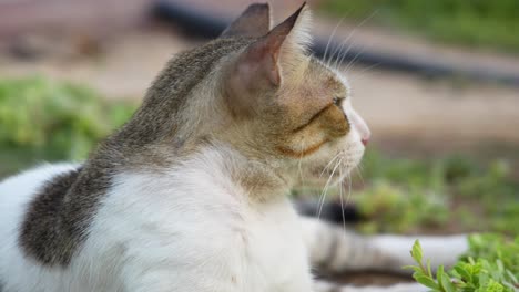 relaxing cat in 4k 60fps - enjoy a serene moment with a cat peacefully resting on the sunlit grass