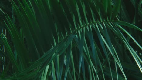 dark green palm leaves