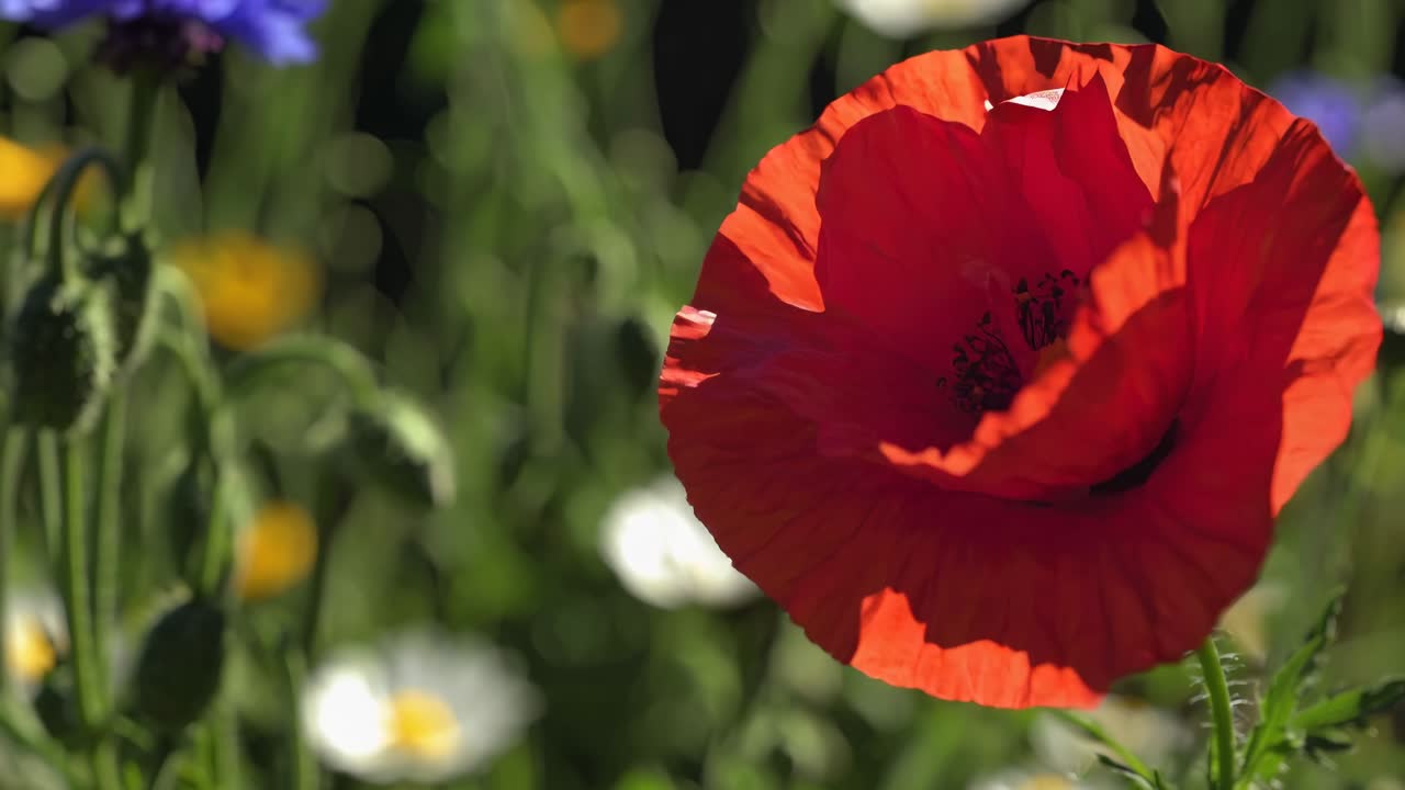 Un video sfocato cattura vivaci fiori selvatici con una messa a fuoco morbida, con una vista dal basso che crea un'atmosfera sognante