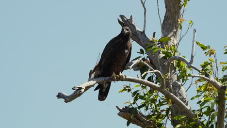 Baby-Bald-eagle-on-a-tree-in-Ft