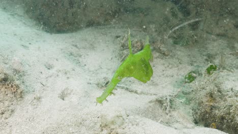 marine animal green robust ghost pipefish solenostomus cyanopterus in its natural habitat