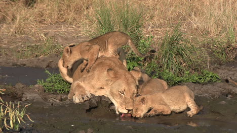 while a lioness and her cubs drink at a waterhole, a little one jumps on her back