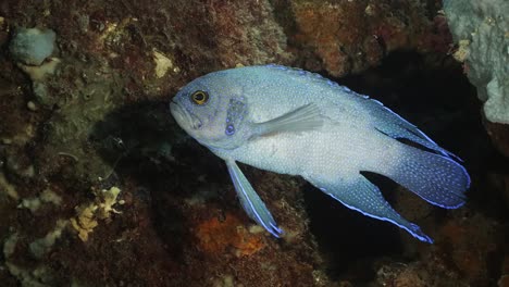 Southern-Blue-Devil-Fish-Paraplesiops-Meleagris-Endemisch-Südaustralien-4k-Zeitlupe