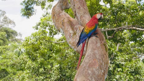 A Scarlet Macaw walks on a tree trunk in Peru’s rainforest, captured from a unique point-of-view angle.