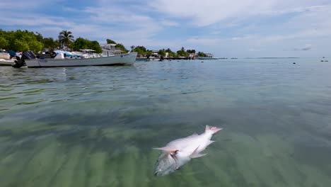 dead fish in shallow tropical water near boats and village