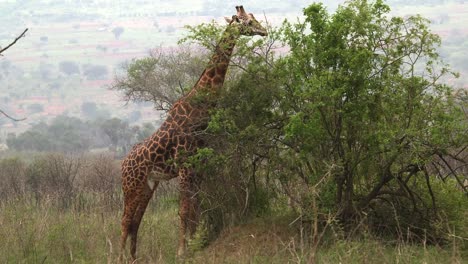 Giraffe-Frisst-Blätter-In-Der-Savanne