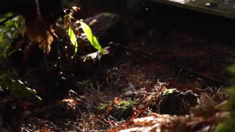 a water droplet falls in a rainforest