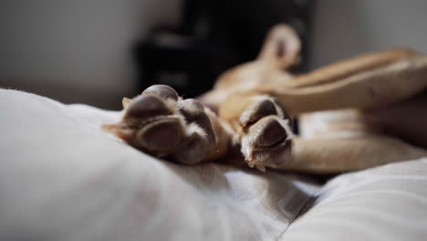 sleepy indie hound puppy soft paws dreaming on bed