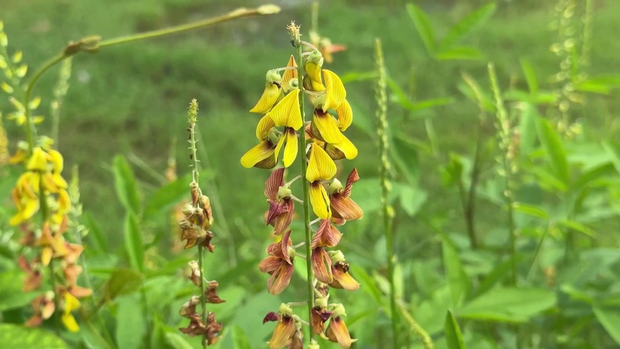 Primo piano di una grande ape che vola e impollina fiori gialli