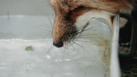 close up of a thirsty red fox's face while drinking water at miyagi zao fox village in japan