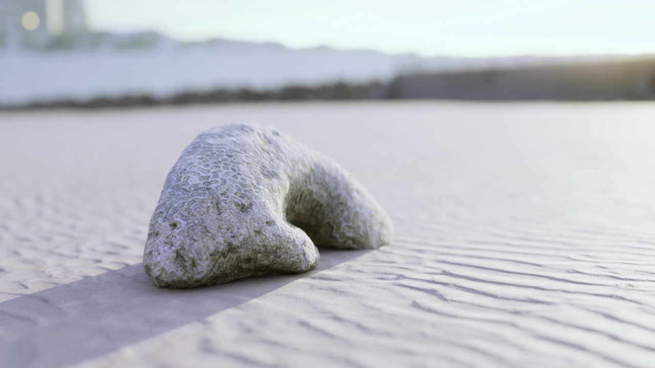 Unique coral formation resting on sandy shoreline under soft sunlight