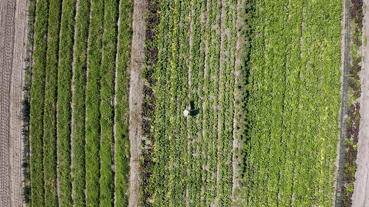 una carretilla llena de bondad