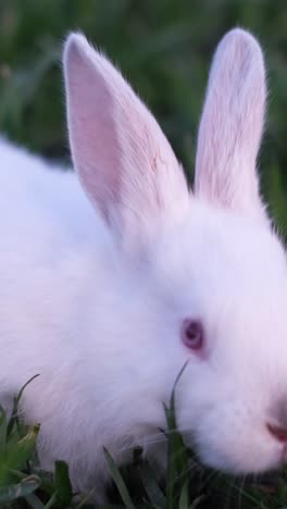 a rabbit sits on green grass in spring. little bunny on the lawn creating a cute animal concept. easter symbol concept