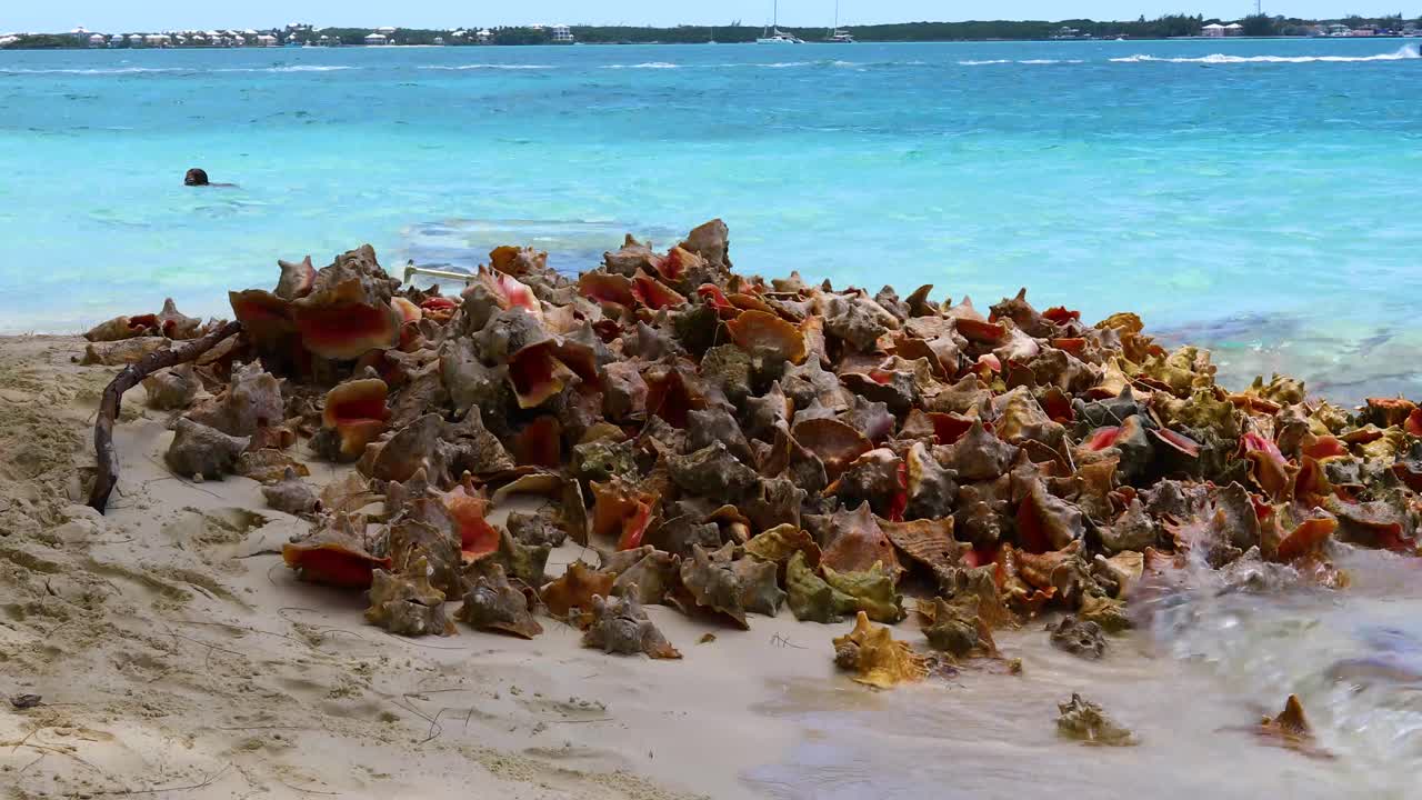 Static video of a pile of Conch shells that have been cleaned for food at Chat 'N' Chill on Exuma in the Bahamas