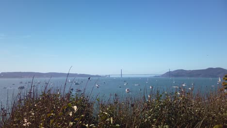Gimbal booming up shot from seaside plants on Alcatraz Island to a large number of small boats on the San Francisco Bay during Fleet Week
