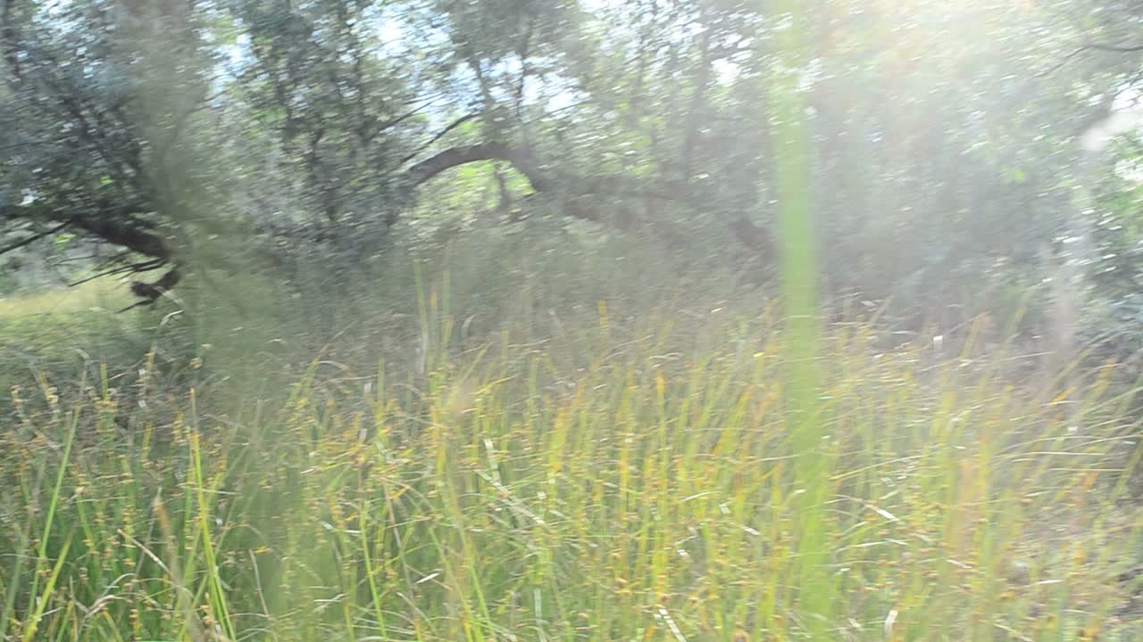 Erba alta, giornata calda. Riprese di erba in estate, al mattino