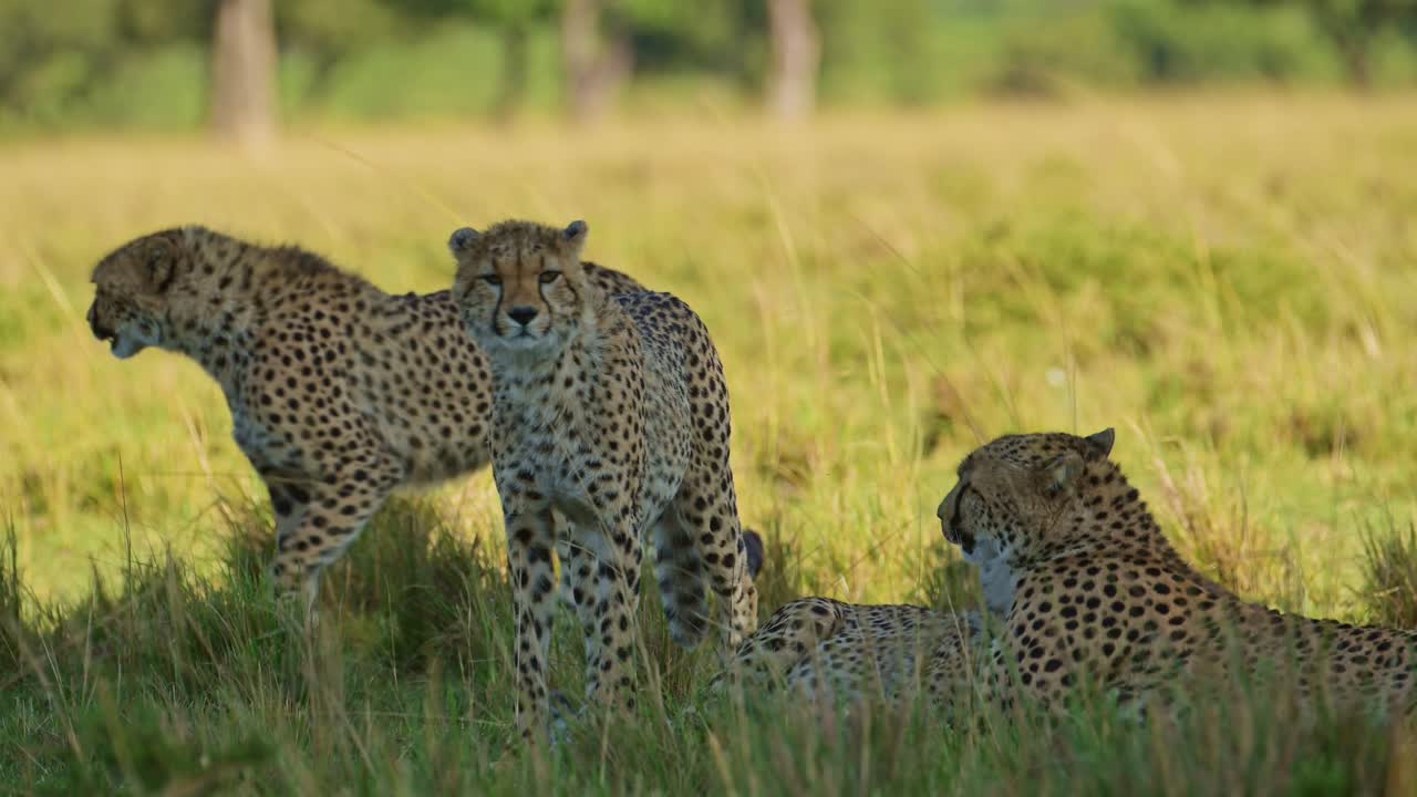 familia de guepardos de madre y cachorros descansando en la sombra en un clima caluroso en un día soleado en áfrica, animales de safari de vida silvestre africanos en masai mara, kenia en masai mara paisaje de sabana de hierba larga