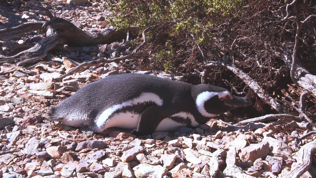 el pingüino de magallanes tratando de dormir en una brillante mañana soleada, cerrando los ojos en bahía bustamante