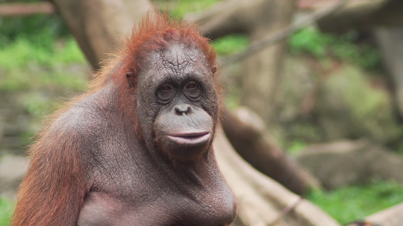 Orangutan femmina di Sumatra che mastica cibo e guarda la telecamera