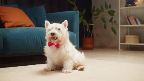 cute west highland white terrier dog with red bow tie sitting in living room