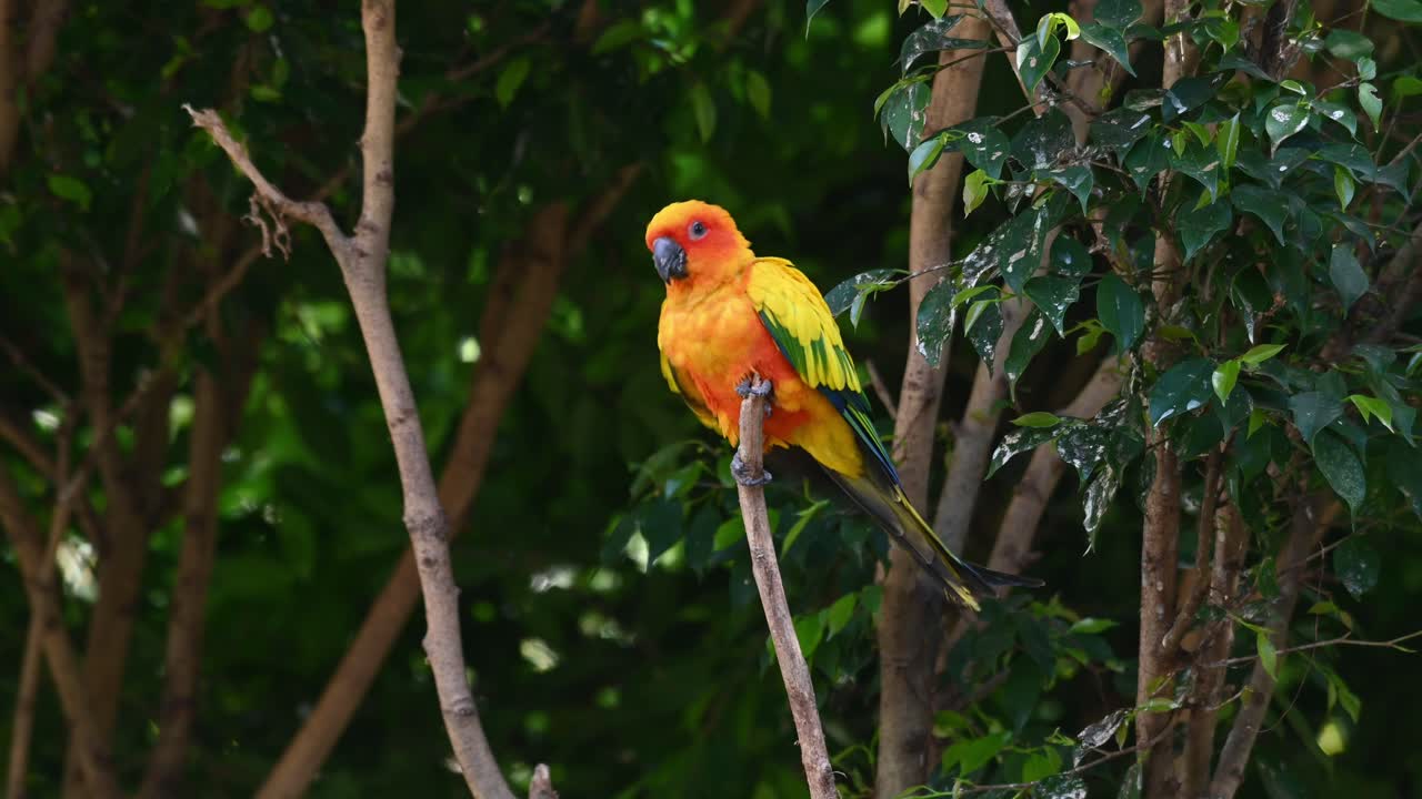 visto en la parte superior de la rama mientras mira a su alrededor con curiosidad y gira a la derecha rápidamente y luego se reequilibra, sun conure o sun perico, aratinga solstitiali, sudamérica