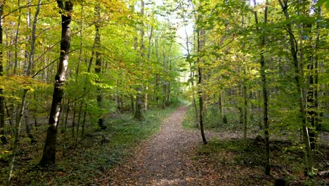 Stunning-drone-retreat-through-European-mixed-forest-in-autumn:-rays-of-sunlight-piercing-through-trees,-showcasing-a-golden-tapestry-of-leaves-and-serene-woodland-beauty