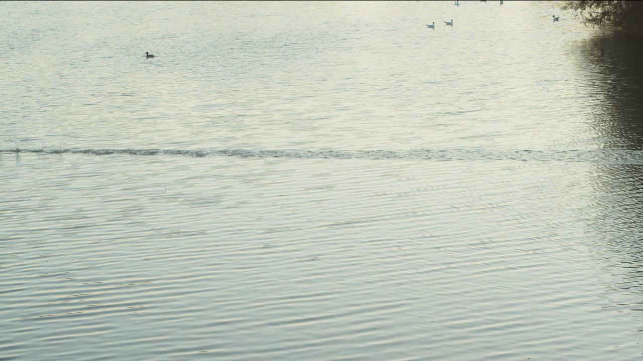 호수 에서 이륙 하고 아래 의 물 을 스키밍 하는 새