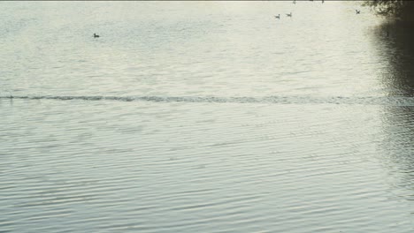 bird taking off from a lake and skimming the water below