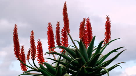 Nahaufnahme-Einer-Aloe-Vera-Pflanze-Mit-Orangen-Blüten-Vor-Einem-Im-Wind-Schwankenden-Himmel