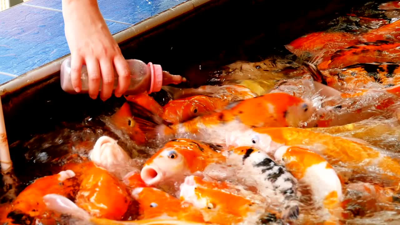 다채로운 일본 은 카프를 침대가 있는 병에서 먹이는 태국