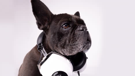 dj french bulldog with headphones and turntables