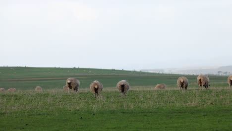sheep grazing in a field near twelve apostles