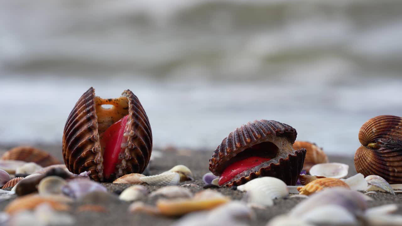 Marine Bivalve Cockle on Shoreline Using Red Muscle Foot for Locomotion in Sandy Coastal Habitat